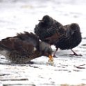 Kramsvogel 13